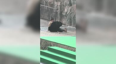 Tančící medvěd na safari parku v Číně zaútočil na cvičitele