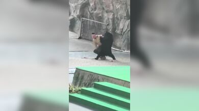 Tančící medvěd na safari parku v Číně zaútočil na cvičitele