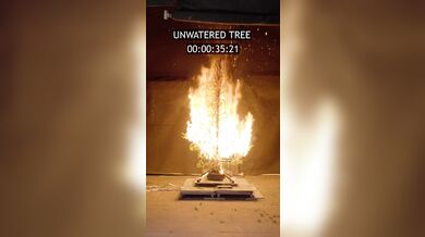 Suchý vánoční stromek může během vteřin proměnit svátky v katastrofu