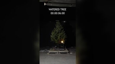 Suchý vánoční stromek může během vteřin proměnit svátky v katastrofu