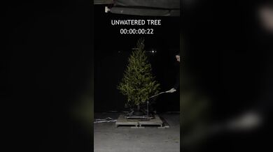 Suchý vánoční stromek může během vteřin proměnit svátky v katastrofu