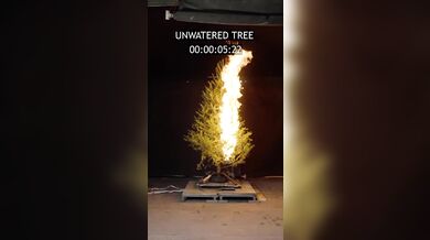 Suchý vánoční stromek může během vteřin proměnit svátky v katastrofu