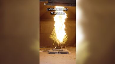 Suchý vánoční stromek může během vteřin proměnit svátky v katastrofu