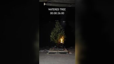 Suchý vánoční stromek může během vteřin proměnit svátky v katastrofu