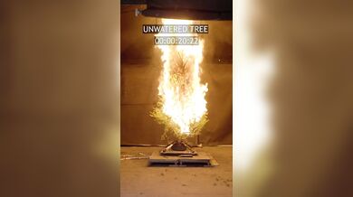 Suchý vánoční stromek může během vteřin proměnit svátky v katastrofu