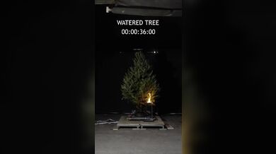 Suchý vánoční stromek může během vteřin proměnit svátky v katastrofu