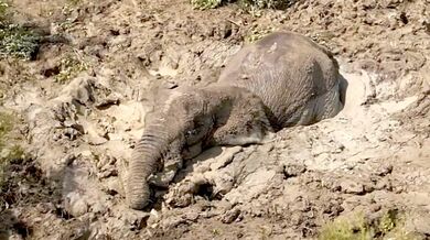 Čtyři dny, které rozhodly o životě: Dramatická záchranná akce slonů v Keni