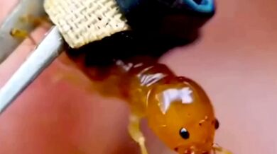 Svět očima mravence: Unikátní pohled do podzemního hnízda