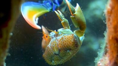 Úder kudlanky mořské proti krabovi: Nejrychlejší úder v přírodě