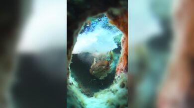 Úder straška pavího proti krabovi: Nejrychlejší úder v přírodě