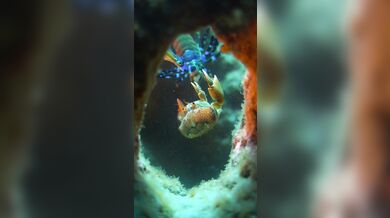 Úder straška pavího proti krabovi: Nejrychlejší úder v přírodě