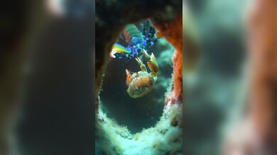 Úder straška pavího proti krabovi: Nejrychlejší úder v přírodě