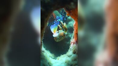 Úder straška pavího proti krabovi: Nejrychlejší úder v přírodě