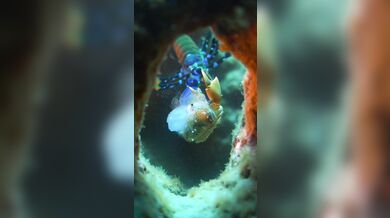 Úder straška pavího proti krabovi: Nejrychlejší úder v přírodě