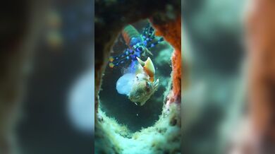 Úder straška pavího proti krabovi: Nejrychlejší úder v přírodě