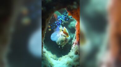 Úder straška pavího proti krabovi: Nejrychlejší úder v přírodě