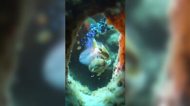 Úder straška pavího proti krabovi: Nejrychlejší úder v přírodě