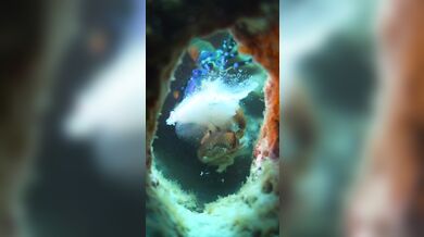 Úder straška pavího proti krabovi: Nejrychlejší úder v přírodě