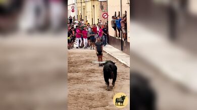 Postavení se rozzuřenému býkovi