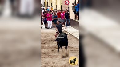 Postavení se rozzuřenému býkovi