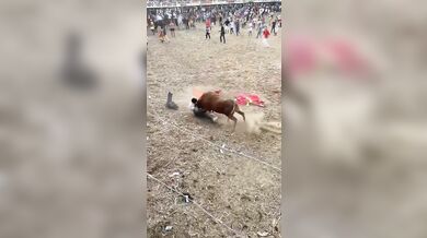 Pokus o přeskočení býka