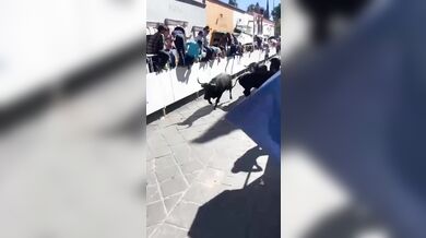 Býčí překvapení v Mexiku