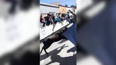 Býčí překvapení v Mexiku