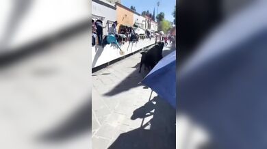 Býčí překvapení v Mexiku