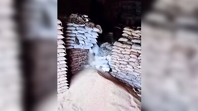 Smrtelná nehoda ve skladu v Indii