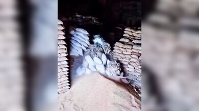 Smrtelná nehoda ve skladu v Indii