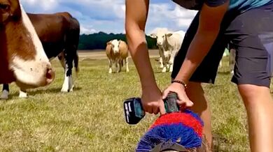 Škrabadlo pro krávy