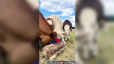 Škrabadlo pro krávy