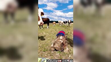 Škrabadlo pro krávy