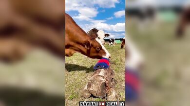 Škrabadlo pro krávy