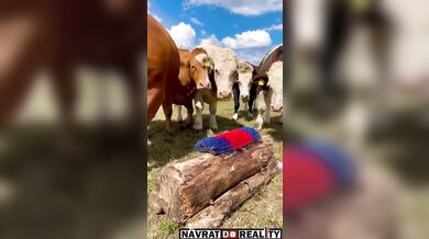 Škrabadlo pro krávy