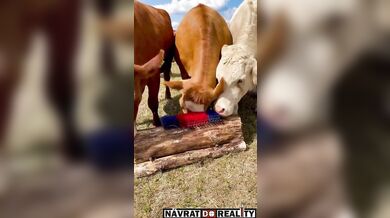 Škrabadlo pro krávy