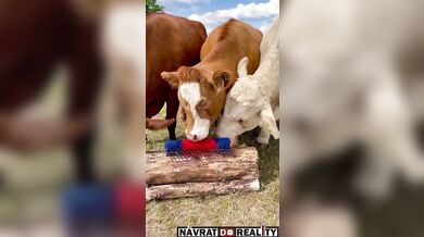 Škrabadlo pro krávy