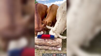 Škrabadlo pro krávy