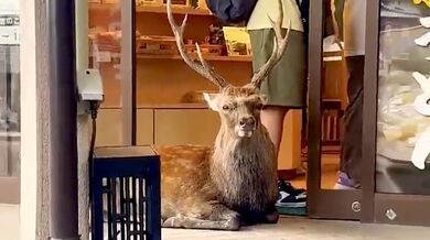 Jelen si lehl před restauraci v japonské Naře