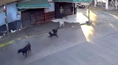 Po útoku na seniorku úřady v mexickém Cuautle odeberou z domu 30 zvířat