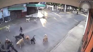 Po útoku na seniorku úřady v mexickém Cuautle odeberou z domu 30 zvířat