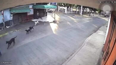 Po útoku na seniorku úřady v mexickém Cuautle odeberou z domu 30 zvířat