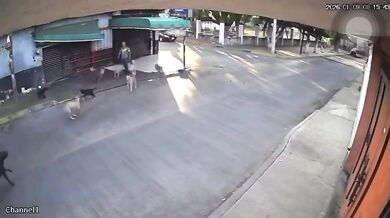 Po útoku na seniorku úřady v mexickém Cuautle odeberou z domu 30 zvířat