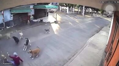 Po útoku na seniorku úřady v mexickém Cuautle odeberou z domu 30 zvířat