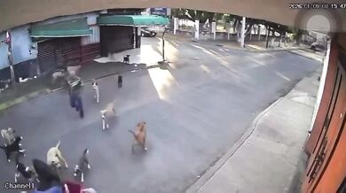 Po útoku na seniorku úřady v mexickém Cuautle odeberou z domu 30 zvířat