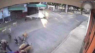 Po útoku na seniorku úřady v mexickém Cuautle odeberou z domu 30 zvířat