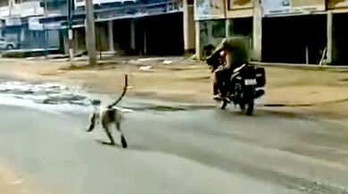 Opice nesnášející motorkáře