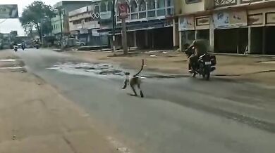 Opice nesnášející motorkáře