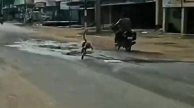 Opice nesnášející motorkáře