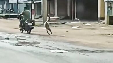 Opice nesnášející motorkáře